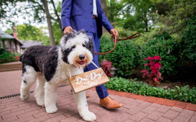 Why you should include your Furry Friend on your wedding day!